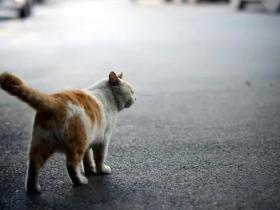 被抛弃过的猫被捡回,为什么会特别乖?