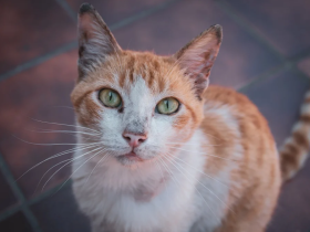 为了让自己有个家,流浪猫可以多努力?