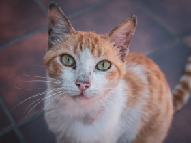 为了让自己有个家，流浪猫可以多努力？