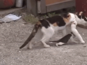 不仅是人类,猫妈妈的爱也一样伟大!