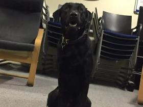 缉毒犬被警队开除,网友知道原因后笑喷了!