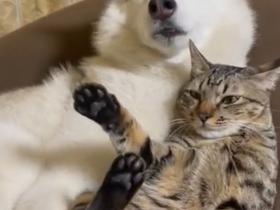 猫咪狗狗相处的日常就是各种贴贴,网友看了直呼真甜