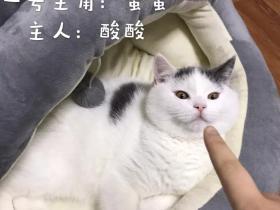 每天在朋友圈和微博都能看见无数猫片!