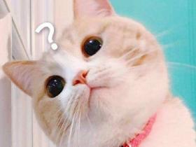 母猫没有生理期?——关于猫咪的7个性知识秘密