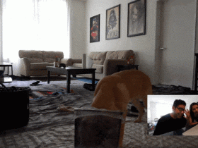 为了搞清楚狗子在家干什么,主人悄悄装了个摄像头