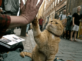 流浪猫鲍勃主人现状曝光!曾靠猫猫买房,如今败光家产再次流落街头