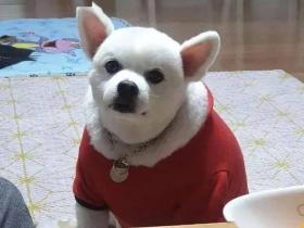 狗子的圣诞装很可爱 主人:那是它脖子上的肉