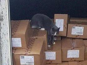 乌克兰小猫咪被困集装箱3周,在缺水缺食物的环境下,活下来了