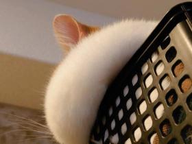猫咪凭借自己一张肥嘟嘟的侧颜照，迷倒众多网友