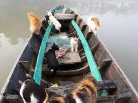 网友心血来潮带猫出门捕鱼,这下收获可大了!