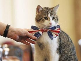 撕猫无数的大英捕鼠官Larry,最近被Boris的猫打残了