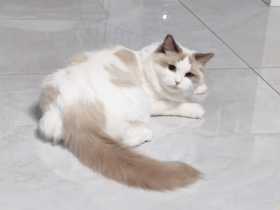 猫咪一年都记不住自己的名字,直到主人无意喊出去世狗狗的名字