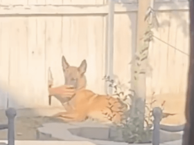 偷摸我狗的人见过很多,但隔着墙偷摸的还是第一次见