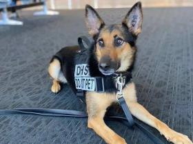 “不合格”的小警犬被警方淘汰,开放领养时,被网友抢疯