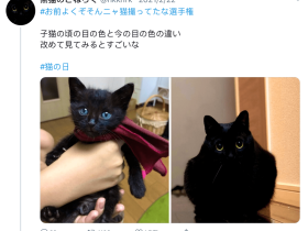 养了一只蓝眼睛的黑猫,吸着吸着…意外发生