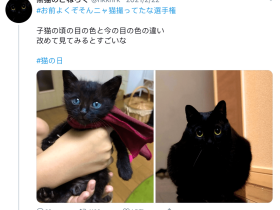 养了一只蓝眼睛的黑猫，吸着吸着…意外发生