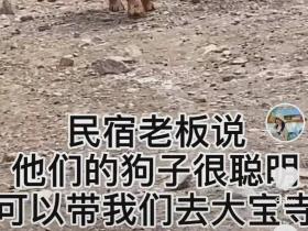 “民宿老板让狗带我去景区,结果…差点把我坑死!”