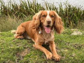 以为主人不在家,疯玩疯闹放飞自我,结果却被抓拍了个正着