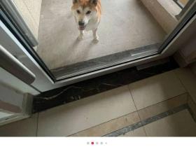 邻居家柴犬每天都来找自己玩,还自带玩具