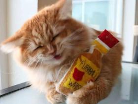 网友送了猫一个玩具,猫看完立刻蒙圈了