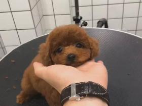 血亏!买了一只一万多的笨狗,送学校八次都毕不了业