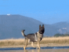 警犬在河边徘徊引全国关注,原来,它一辈子都在等这个人