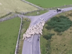 牧羊犬惨遭开除,原因竟然是这个…