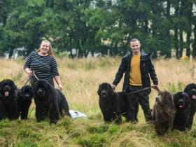 家里养8只纽芬兰是什么体验?