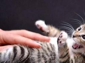 新手第一次养猫,养公猫好还是母猫好?