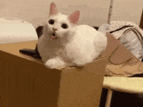 猫:啊!我把舌头忘在外面了咋办!在线等挺急的!