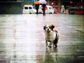 流浪狗:我只是一具孤零零的“行尸走肉”!不敢奢求“拥抱”!