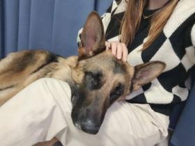 妈妈发来照片,说狗子每天都在窗口等网友回家