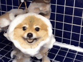 麻麻洗狗和爸爸洗狗,隔了一场“酷刑”的距离