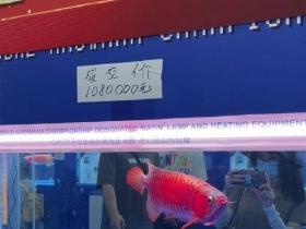 一条龙鱼成交价108万 可换一套房!网友:贫穷限制了我的想象力