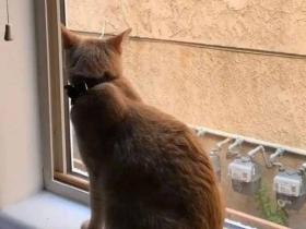 “说起谈恋爱,我连猫都不如…”