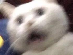 养猫不封窗?把猫气得连夜离家出走,自己寻了个新主人