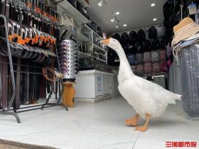 帮主人“看店”4年,株洲这只宠物鹅走红网络