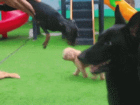 小鹿犬凭实力冲上热搜,原因竟是…笑屎了