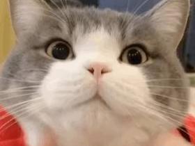 不要随便养猫,很多人都得了这几种“病”