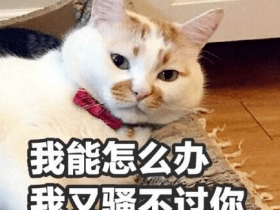 戳了猫屁股一下,竟让它当场跳起了电臀舞!