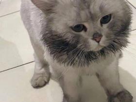 我寻思着一只猫能有多埋汰,直到…