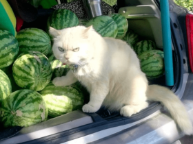 泰国卖瓜猫表情超社会：“看什么看！还不快来买老子的瓜！”