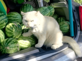 泰国卖瓜猫表情超社会:“看什么看!还不快来买老子的瓜!”