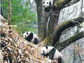 大熊猫如何求爱?野生熊猫比武招亲,圈养熊猫相亲