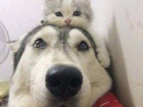 猫咪从小就喜欢趴在哈士奇头上休息,后来猫长大了