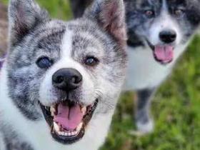 虎斑秋田犬过生日全程臭脸:怎么又老一岁?!