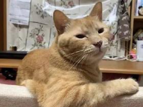 当小猫咪亮起大粗胳膊,我直呼大佬