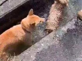 柴犬雨天偷跑出去被主人骂,结果它这样赌气…