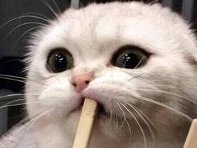猫咪不能吃这5种“人食”,别让无知害了喵