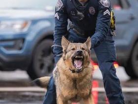 警犬下班之后,居然爱在家带孩子,主人:它比妈妈还温柔!